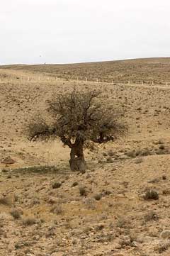 Pistacia atlantica Betoum, Mt. Atlas mastic tree, Mount Atlas  Mastic
