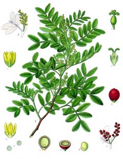 Pistacia lentiscus Mastic Tree - Pistachier Lentisque