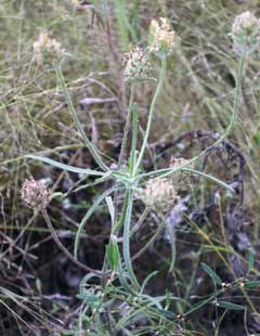 Plantago arenaria French Psyllium