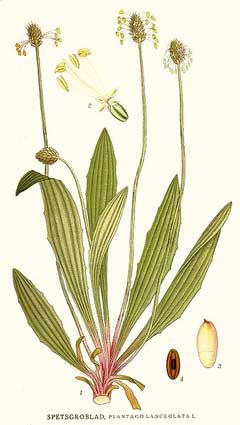 Plantago lanceolata Ribwort Plantain, Narrowleaf plantain