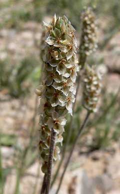 Plantago ovata Blond Psyllium, Desert Indianwheat