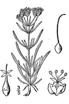 Plantago psyllium Fleawort