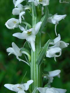Platanthera dilatata White Bog-Orchid, Scentbottle, Sierra bog orchid