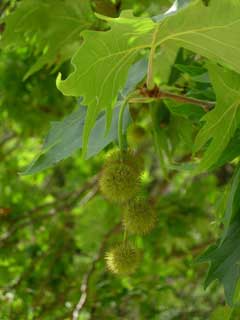 platanus occidentalis Buttonwood, American sycamore,  American Planetree, Sycamore,  American Sycamore