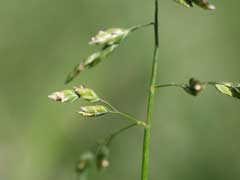 Poa annua Annual Meadow Grass, Annual bluegrass,  Low Spear Grass,  Meadow Grass, Six Week Grass,  Annual Blue