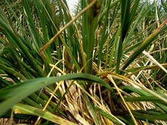 Poa flabellata Tussock grass
