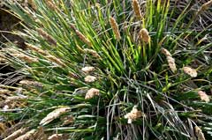 Poa flabellata Tussock grass