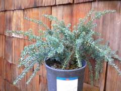 Podocarpus alpinus Tasmanian Podocarp