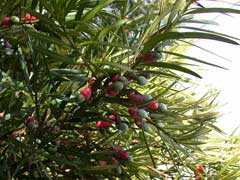 Podocarpus macrophyllus Kusamaki, Yew plum pine,  Buddhist Pine, Chinese Podocarpus, Chinese Yew Pine, Japanese Yew, Souther