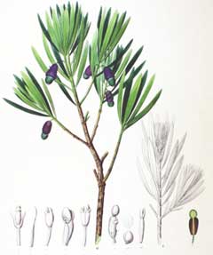 Podocarpus macrophyllus Kusamaki, Yew plum pine,  Buddhist Pine, Chinese Podocarpus, Chinese Yew Pine, Japanese Yew, Souther