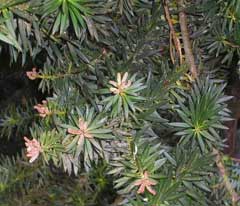 Podocarpus nubigenus Chilean Podocarp