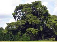 Podocarpus totara Totara