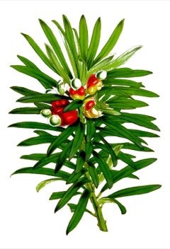 Podocarpus neriifolius Oleander Podocarp, Brown Pine