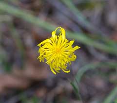 Podolepis jaceoides Copperwire Daisy