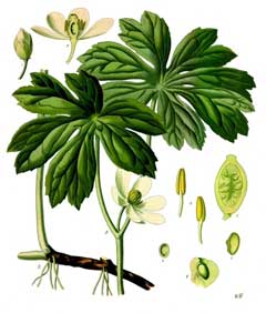 Podophyllum peltatum American Mandrake, Mayapple, Ground Lemon, Mandrake, Mayapple