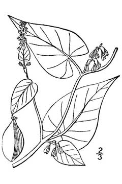Polygonum dumetorum Climbing false buckwheat