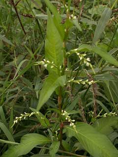 Polygonum hydropiper Smartweed, Marshpepper knotweed