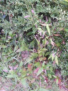 Polygonum longisetum Oriental lady