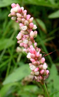 Polygonum persicaria Red Leg, Spotted ladysthumb