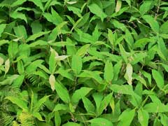 Polygonum polystachyum Himalayan Knotweed, Cultivated knotweed