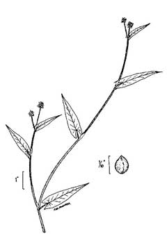 Polygonum sagittatum False Buckwheat, Arrowleaf tearthumb