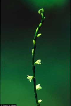 Polygonum virginianum Jumpseed, Fleece Flower, Smartweed, Knotweed