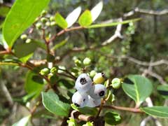 Polyscias sambucifolia Elderberry Panax