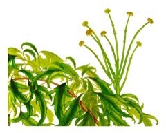 Polyscias fruticosa Ming Aralia, Chinese Ariala