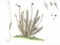 Polytrichum commune Common haircap, Great golden maidenhair,