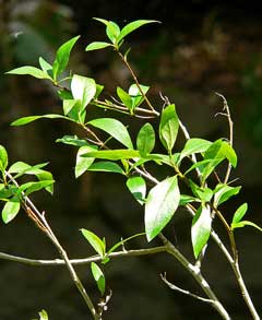 Populus angustifolia Narrowleaf Cottonwood