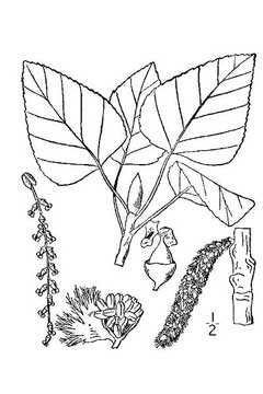 Populus balsamifera Balsam Poplar, Black cottonwood