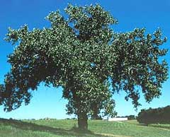 Populus deltoides Eastern Cottonwood, Plains cottonwood, Rio Grande cottonwood, Necklace Poplar