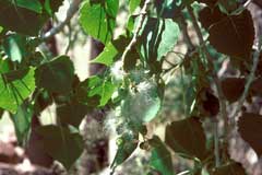 Populus deltoides monilifera Plains Cottonwood