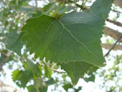 Populus fremontii Cottonwood, Fremont cottonwood, Fremont Poplar, Western Cottonwood