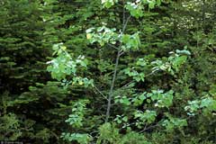 Populus grandidentata Canadian Aspen, Bigtooth aspen