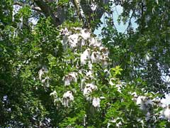 Populus maximowiczii Doronoki, Japanese poplar