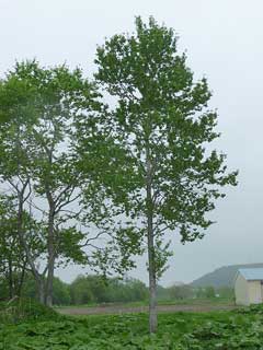 Populus sieboldii Japanese Aspen