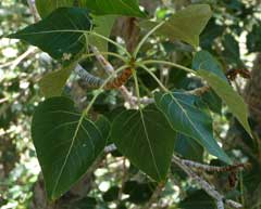 Populus trichocarpa Western Balsam Poplar, Black cottonwood
