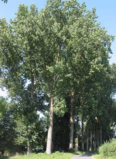 Populus x canadensis Canadian Poplar, Carolina Poplar