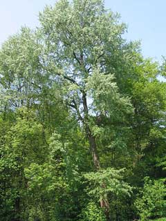 Populus x canescens Grey Poplar