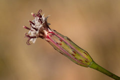 Porophyllum gracile Deerweed or slender pore-leaf
