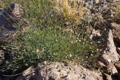 Porophyllum gracile Deerweed or slender pore-leaf