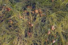 Potamogeton pectinatus Fennel-Leaved Pondweed
