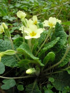Primula vulgaris Primrose, Common Primrose, English Primrose