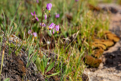 Primula pauciflora Dark-Throated Shootingstar Primula pauciflora Dark-Throated Shootingstar