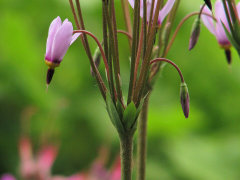 Primula pauciflora Dark-Throated Shootingstar Primula pauciflora Dark-Throated Shootingstar