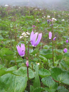Primula tetrandra Alpine Shootingstar Primula tetrandra Alpine Shootingstar