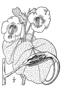 Proboscidea louisianica Unicorn Plant,  Ram