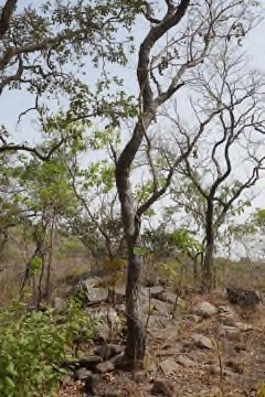 Prosopis africana Pau Carvão. Mesquite. Iron tree