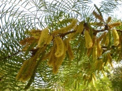 Prosopis chilensis Chilean algarrobo, Chilean mesquite